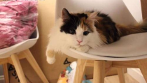 三花猫的两个老公娱乐吃瓜酱,两个老公的娱乐吃瓜日常
