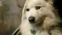 娱乐吃瓜酱舔狗,娱乐界的甜蜜苦涩
