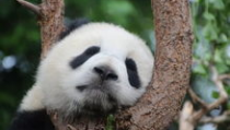 熊猫娱乐吃瓜酱,揭秘娱乐圈幕后故事