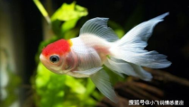 娱乐718吃瓜张金鱼,张金鱼吃瓜背后的故事